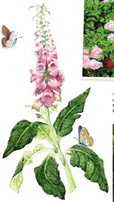  ??  ?? NEUGIERIG Dahlien, Phlox und Duftwicken lugen durch den Zaun rund um das Gemüsebeet, im hinteren Teil ranken Himbeeren.