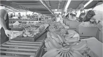  ?? SunStar File Photo ?? LOWER TARIFFS. Exporters of Philippine cavendish bananas are at risk of losing the South Korean market as Central American banana exporters enter the East Asian market. A 30 percent tariff is placed upon Philippine bananas while Central American bananas have zero tariff.