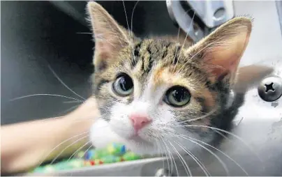  ?? JOE BURBANK/ORLANDO SENTINEL ?? Record numbers of kittens — such as “Wilma,” shown Oct. 25 — wound up at the Pet Alliance of Greater Orlando in 2016 and 2017.