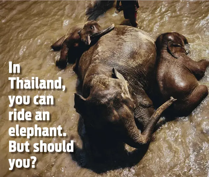  ?? Photos by David Rama Terrazas Morales / New York Times ?? Elephants enjoy a bath at the Patara Elephant Farm, which has met the standards for humane treatment set by a new evaluator.