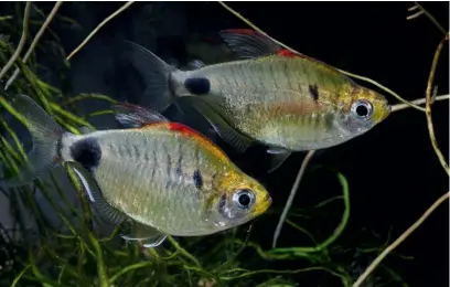  ?? ?? BELOW: Putting the red into Redback tetra.