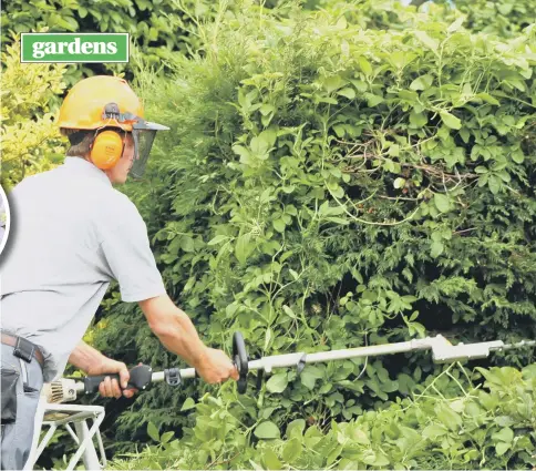 ??  ?? HEDGE FUN: Pruning is one of the joys – an chores – of late summer.