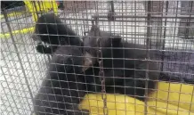  ?? PARKS CANADA ?? Three black bear cubs were found in a bathroom at a highway turnout overlookin­g Vermilion Lakes in Banff National Park recently.