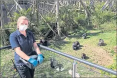  ??  ?? Keeper Amanda Addison wears PPE to protect chimps