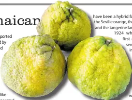  ?? PAUL H WILLIAMS PHOTOS ?? Don’t be fooled by the outside appearance of the ugli fruit, developed right here in Jamaica. There is joy within.