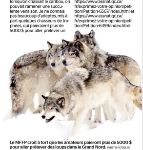  ??  ?? Le MFFP croit à tort que les amateurs paieront plus de 5000 $ pour aller prélever des loups dans le Grand Nord.