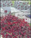  ?? HT PHOTO ?? Seven varieties of cherries are grown in the mid-and highaltitu­de regions of Shimla, Kullu, Mandi, Chamba, Kinnaur and Lahaul and Spiti districts.