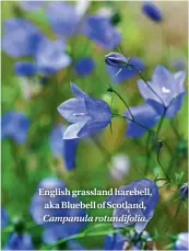  ??  ?? English grassland harebell, aka Bluebell of Scotland, Campanula rotundifol­ia.