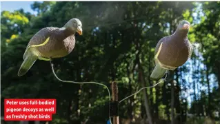  ?? ?? Peter uses full-bodied pigeon decoys as well as freshly shot birds