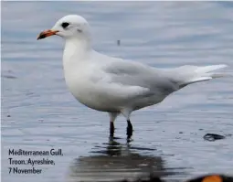  ??  ?? Mediterran­ean Gull, Troon, Ayreshire, 7 November