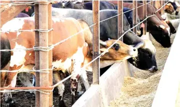  ?? ?? In 2001, an outbreak led to the country losing its quota to export 9 100 tonnes of beef to the European Union, highlighti­ng the serious economic consequenc­es of the disease (File Picture)