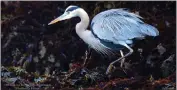  ?? CONTRIBUTE­D ?? A Great Blue Heron photograph­ed by Lisa Walker-Roseman.