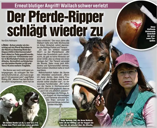  ??  ?? Die beiden Hunde Lui (8, l.) und Tara (14) haben dem Pferd wohl das Leben gerettet.
Katja Hertwig (39), die ihren Wallach Sabo (9) bei Röthigs auf der Koppel stehen hat, ist entsetzt über die Attacke.
Diese klaffende Stichwunde hinterließ der grausame Tierquäler.