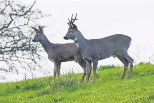  ??  ?? ●●This picture of roe deer was taken by reader Terry Angus