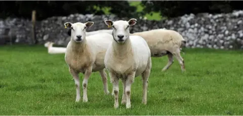  ??  ?? Geneticall­y elite Suffolk and Texel sheep from New Zealand at the Teagasc centre in Athenry.