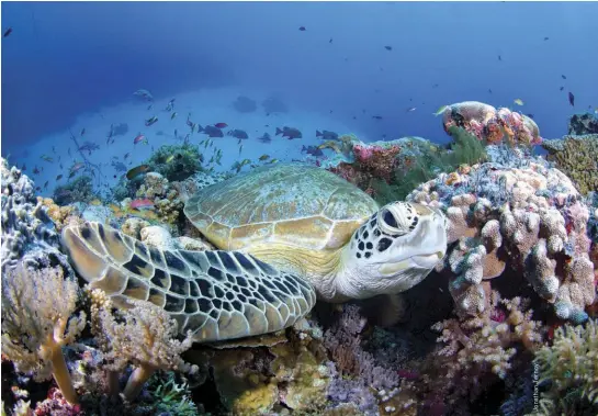  ??  ?? A turtle at one of the Shark Airport cleaning stations