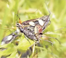  ?? PHOTOS BY PAM OWEN ?? A harvestman drags a struggling eight-spotted forester moth to a suitable dining spot.