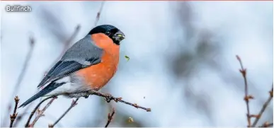  ?? ?? Bullfinch