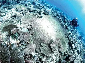  ??  ?? The huge table of coral at Vernon Bank, the latest Malaysia’s dive site in Labuan waters to be promoted globally at the internatio­nal platform of DEMA Orlando 2017 in Florida, USA.