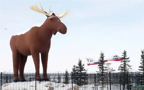  ?? BRANDON HARDER ?? Moose Jaw’s Mac the Moose became the unlikely centre of internatio­nal attention after a video sparked a rivalry with a taller, better-looking moose in Norway.
