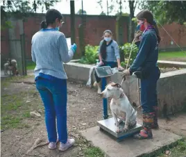  ?? ?? Todos los animales tienen recuperaci­ón física, comportame­ntal y emocional.