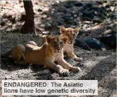  ??  ?? ENDANGERED The Asiati lion have ow enetic iversity