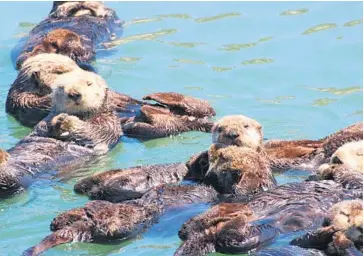  ?? Photo courtesy of Morro Bay Tourism ?? There are more California sea otters than ever in Morro Bay – awwww!!