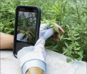  ?? EMILIANO RODRIGUEZ MEGA — THE ASSOCIATED PRESS ?? Susan Hewitt photograph­s a daisy-like weed known as ‘shaggy soldier’ and adds it to iNaturalis­t, the app she uses to participat­e in the New York City EcoFlora project. “If people could just take a few minutes to look at nature closely, I think they...