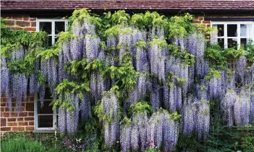 ??  ?? Bumper year: The beautiful flowers of wisteria floribunda on the front of a cottage