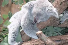  ??  ?? WILLIE the koala’s death at Pretoria Zoo on Saturday came amid a strike at the facility.