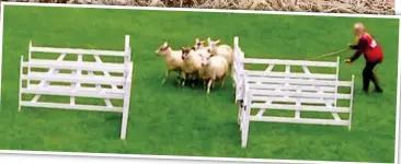  ??  ?? Winner: Erin E McNaught and Sam, top, and. inset, herding sheep in the contest