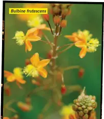  ??  ?? Bulbine frutescens