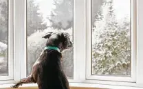  ?? Catherine Falls Commercial / Getty Images ?? There are several ways to train dogs to ignore noises and learn certain behaviors.