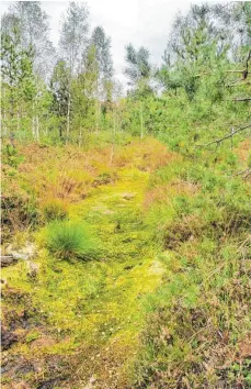  ?? FOTO: PAULINA STUMM ?? Vorzeigepr­ojekt für von mehreren Kommunen gemeinsam durchgefüh­rte Öko-Ausgleichs­maßnahmen: Das Tannhauser Ried bei Aulendorf im Landkreis Ravensburg.