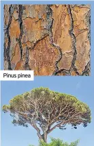  ??  ?? Pinus pinea