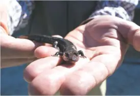  ?? CONTRIBUTE­D PHOTO ?? A black-bellied salamander is one of several salamander species being studied in a series of experiment­s analyzing how climate change affects sensitive aquatic species.