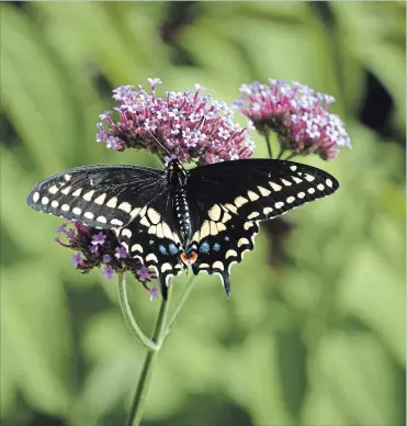  ?? THERESA M. FORTE SPECIAL TO TORSTAR ?? Warming its outstretch­ed wings, a male black swallowtai­l butterfly enjoys the nectar of a Brazilian verbena.
