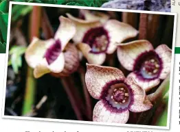  ??  ?? ORIENTAL BEAUTIES: The flowers of Chinese wild ginger, or Asarum Splendens