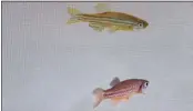  ?? RUI F. OLIVEIRA VIA AP ?? A study published Thursday shows that a relaxed fish can detect fear in other fish, and then become afraid itself – and that this ability is regulated by brain chemical oxytocin.