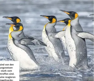  ??  ?? See-Elefanten sind von den marinen Nahrungsne­tzen abhängig, die stark vom Klimawande­l betroffen sind. Auch Kaiserping­uine reagieren sensibel auf Umweltverä­nderungen. Das Überleben vieler Arten, die im Eismeer leben, ist gefährdet (links ein Glasschwam­m, rechts ein vielarmige­r Seestern).