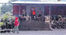  ??  ?? “Territorio de Zeguates” (“Land of Strays”), Episode 5 of the Netflix series “Dogs,” profiles a free-range dog rescue in Costa Rica.