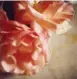  ??  ?? Roses, Gaeta, Cy Twombly