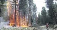  ?? (Doc CBCNews) ?? La forêt canadienne en Colombie Britanniqu­e paie aussi un lourd tribut avec ces violents incendies.