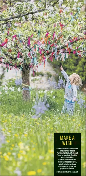  ??  ?? A child’s interest is captured by a wishing tree at Nunnington Hall, a National Trust property in Ryedale, North Yorkshire. Visitors tie ribbons and make wishes at the tree, which is in the orchard of the property and is a popular attraction.