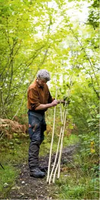  ??  ?? Out in the woods, Owen Jones cuts hazel rods for his oak swill basket rims. If coppiced, hazel can live for several hundred years.