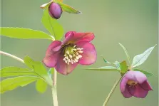  ??  ?? Helleborus atrorubens of eastern Slovenia