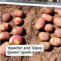  ?? ?? ‘Apache’ and ‘Gipsy Queen’ spuds