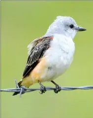  ?? Photo by Terry Stanfill ?? A juvenile scissor-tailed flycatcher perched on a barbedwire fence near Gentry. The younger birds do not yet have the long tail feathers which make the adult birds unique and easily identifiab­le.