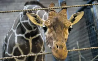  ?? KELD NAVNTOFT/ AFP/ GETTY IMAGES ?? Marius, an 18- month- old giraffe, was shot dead and autopsied in the presence of visitors to the gardens at Copenhagen Zoo last Sunday. Zoo officials said Marius was killed to prevent inbreeding.