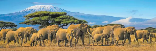  ?? Photo: iStock ?? The splendour of Kenya’s landscapes and game inspires Irene Amoke when the going gets tough in Africa’s conservati­on sector.